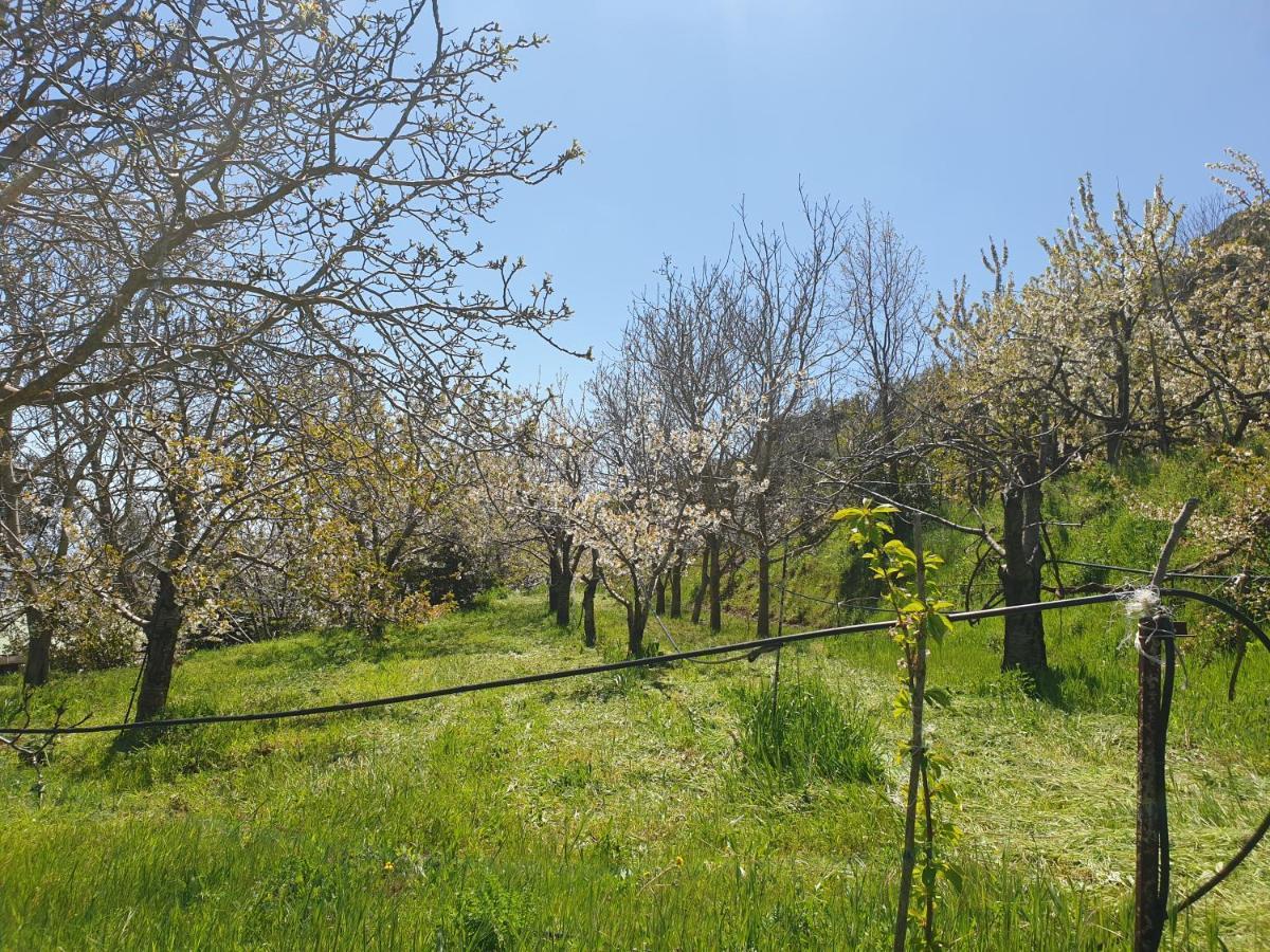 Oasi Del Benessere Ilbono Extérieur photo